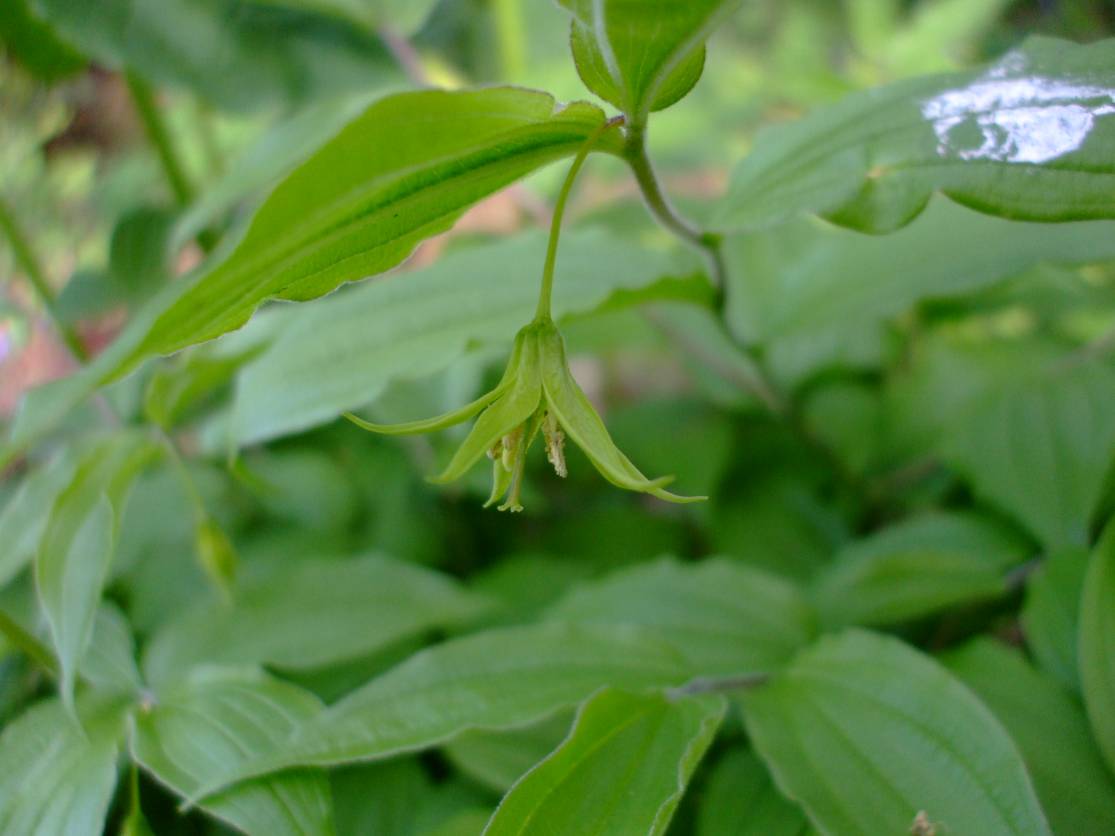 Disporum lanuginosum
